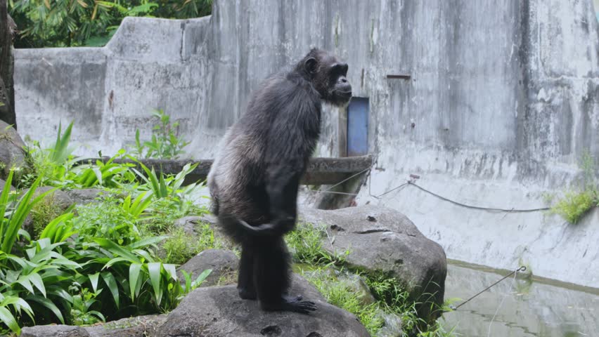 Chimpanzee Standing and Reaching Out with Begging Gesture on a Rock