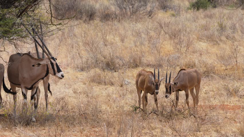 A herd of East African Oryx with distinctive black facial stripes and straight horns in the arid landscape of Samburu National Reserve Kenya.