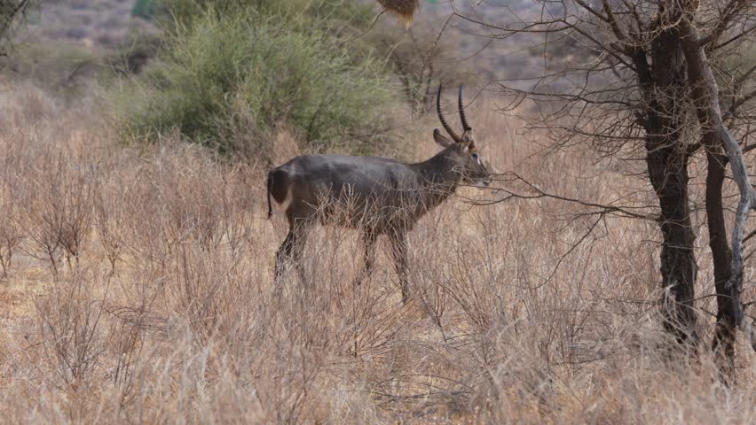 A large male Common Waterbuck Kobus ellipsiprymnus with long spiral horns walks through dry grassland and bush in Samburu National Reserve Kenya The distinctive white rump ring is visible.