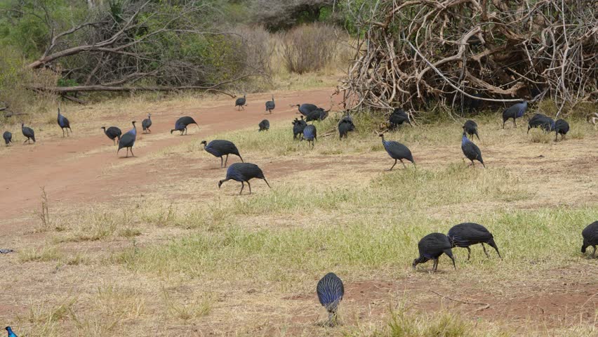 A group of Vulturine Guineafowl the largest species of guineafowl forages on dry earth and savanna grassland in Samburu National Reserve Kenya The birds display vibrant blue and black plumage.