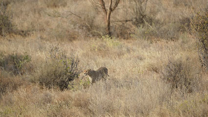 An alert cheetah walks slowly through the tall golden savanna grass suggesting a hunt is beginning in the arid landscape of Samburu National Reserve Kenya.