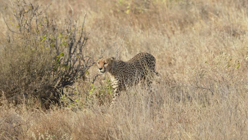 A cheetah moves cautiously through dry grass in Samburu, its low posture hinting at a possible hunt in the savanna.
