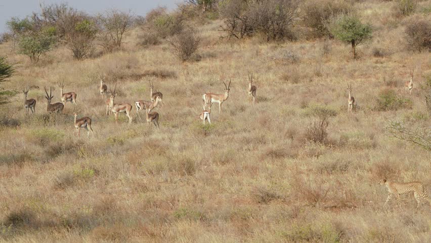 A cheetah walks slowly through dry grass in Samburu as nearby gazelles stand alert, sensing the predator