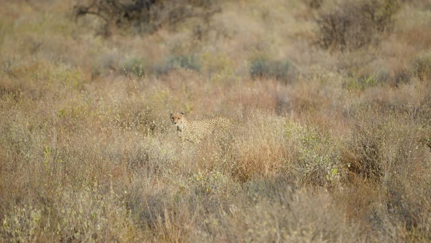 An alert cheetah walks slowly through the tall golden savanna grass suggesting a hunt is beginning in the arid landscape of Samburu National Reserve Kenya.