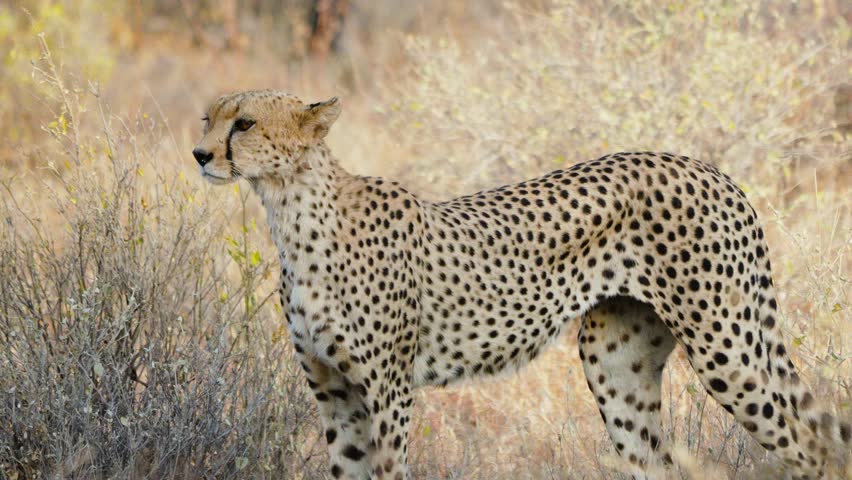 A cheetah moves cautiously through dry grass in Samburu, its low posture hinting at a possible hunt in the savanna.
