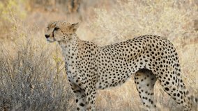 A cheetah moves cautiously through dry grass in Samburu, its low posture hinting at a possible hunt in the savanna. - Powered by Shutterstock - Get 15% off with code: PIKWIZARD15