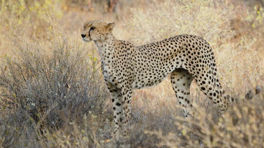 An alert cheetah walks slowly through the tall golden savanna grass suggesting a hunt is beginning in the arid landscape of Samburu National Reserve Kenya.