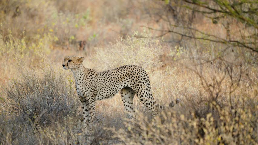 An alert cheetah walks slowly through the tall golden savanna grass suggesting a hunt is beginning in the arid landscape of Samburu National Reserve Kenya.