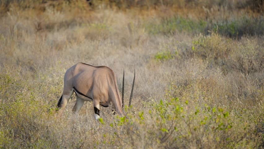 A solitary East African Oryx Oryx beisa grazes on sparse dry grass in the semi arid plains of Samburu National Reserve Kenya.