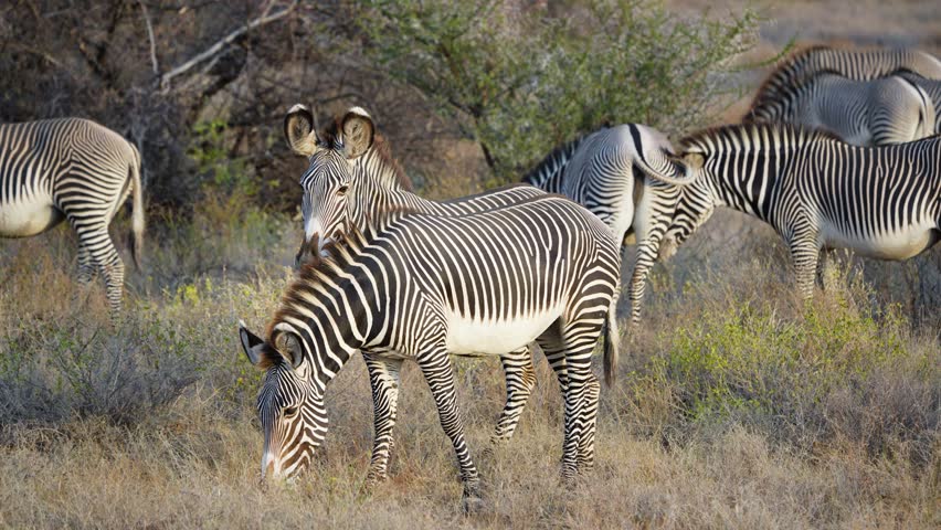 A small herd of endangered Grevys Zebras Equus grevyi grazes on sparse dry savanna grass in the arid landscape of Samburu National Reserve Kenya.