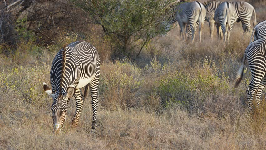 Group of Grevy zebras with narrow stripes grazing on dry grassland in Samburu National Reserve, Kenya. Endangered wildlife herd in natural habitat.