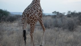 Single giraffe walking across grassland during golden hour sunset in Samburu National Reserve, Kenya. Peaceful wildlife silhouette scene at dusk. - Powered by Shutterstock - Get 15% off with code: PIKWIZARD15