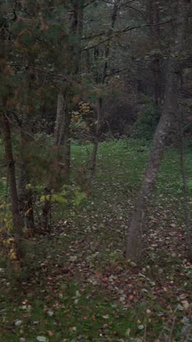 Autumn forest. View of dried bushes in a wild forest.