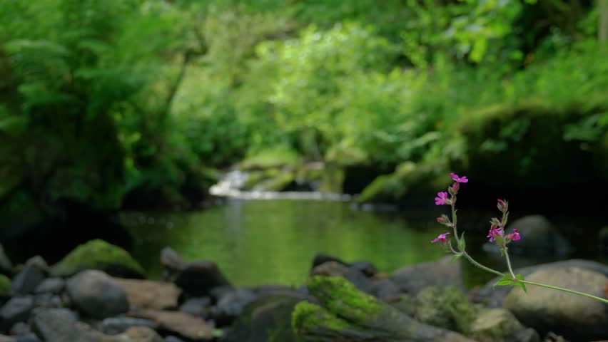 Stream, Forest, River, Green, Nature