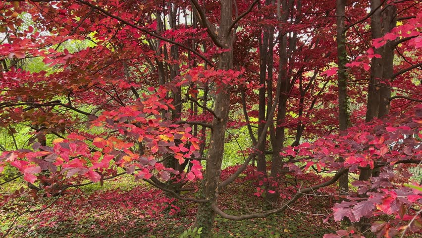 Red foliage of an autumn tree (Parrotia persica) in a park.