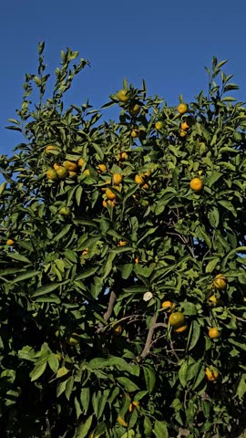 Vertical shot of fresh tangerines on the tree, tangerine harvest