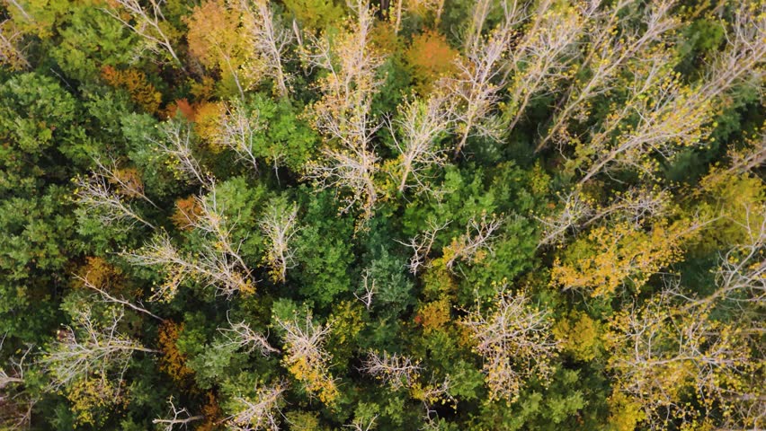 Woodland Edge of Autumn Trees Overlooking Farmland Under Misty Sky – French Countryside View
