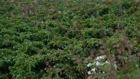 Close-up video of lush alpine moss glistening with raindrops after a light shower. Vivid green tones and fine natural detail ideal for environmental or nature themes. - Powered by Shutterstock - Get 15% off with code: PIKWIZARD15