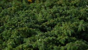 Close-up video of lush alpine moss glistening with raindrops after a light shower. Vivid green tones and fine natural detail ideal for environmental or nature themes. - Powered by Shutterstock - Get 15% off with code: PIKWIZARD15