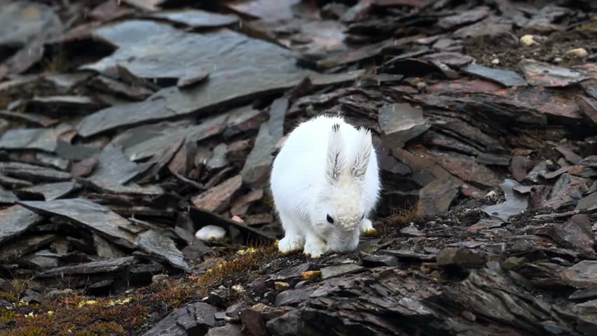 A fluffy white hare sits quietly among rocky terrain, blending beautifully with its rugged surroundings.