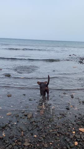Playful Chocolate Labrador Puppy Splashing Joyfully in Ocean Water on Rocky Coast