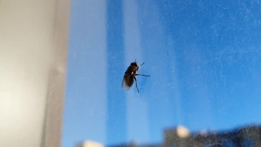 A fly crawls up the window pane. Close-up of the winged insect at the top.