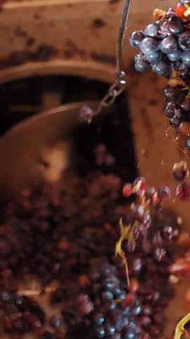 Grape crusher with screw feed. close-up. Vine grapes separator. grape berries are squeezing with rotating spiral machine for further winemaking process. Screw conveyor machine processing grape must.