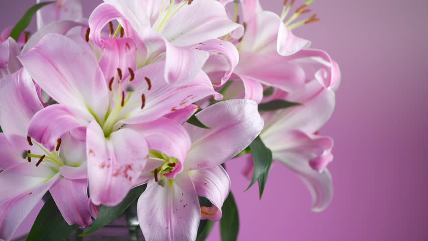 Beautiful lily flowers bouquet close up. Lillies. Pink lilies rotating background. Big bunch of fresh fragrant lilies, holiday gift concept 