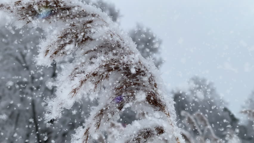 Close-up of a frosty reed bending under snowflakes during snowfall, with snowy trees in the background. Peaceful winter nature scene with soft light and cold atmosphere - Powered by Shutterstock - Get 15% off with code: PIKWIZARD15