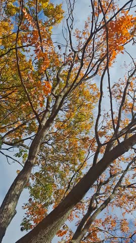 Beautiful views in an autumn park, yellow leaves, sky, sun, cafe in a public garden.