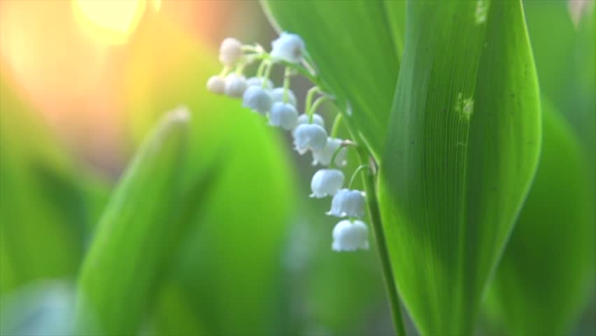 Lily-of-the-valley spring flowers blooming. Bunch of white spring Lilly of the valley flower growing in a spring garden. Aroma flowers closeup. Slow motion. 