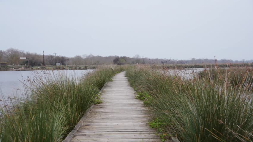 Wooden boardwalk path extending into a calm lake or marsh, bordered by tall reeds under an overcast sky