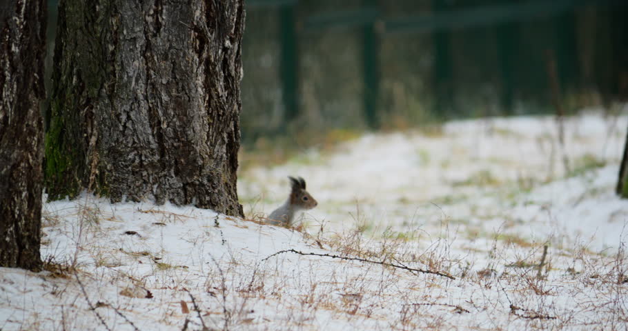 First snow covers pine forest; playful red squirrel hops, leaps across fresh powder, leaves tiny tracks among frosted branches, creates serene winter wildlife moment.
