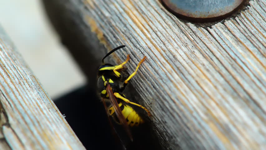 Wasp gnawing on wood surface. Close-up of a wasp gnawing on wood. 