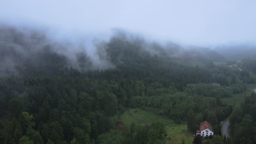 Dolly shot moving through a foggy forest in the morning light
