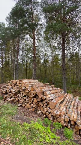 Vertical screen illegally cut forest logs lying near the rural road symbolizing environmental crime deforestation and human exploitation of nature across the modern world