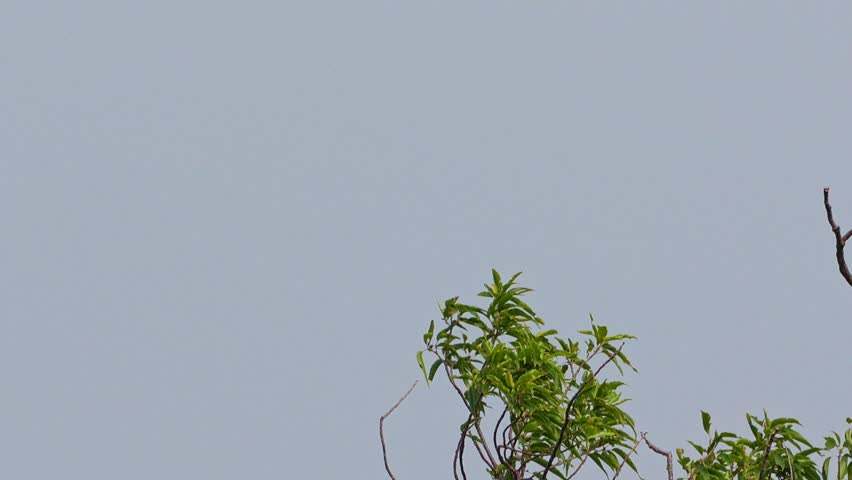 white cheeked starling in a forest