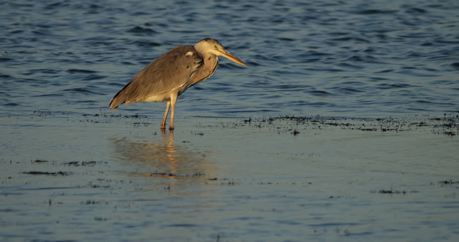 Grey heron, Ardea cinerea, the Camargue  in France