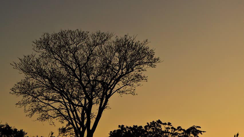 After Sunset silhouette of a tree during dusk in marloth nature reserve in Swellendam , South Africa 
