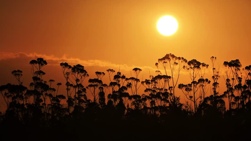 Sunset Silhouette Shot With Trees In South Africa 