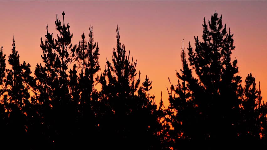 Silhouette of forest trees during sunset in marloth nature reserve in swellendam , south africa   