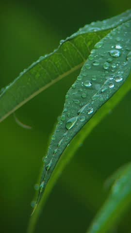 A close-up view of delicate dew drops resting gently on a slender green leaf, capturing the calm beauty of nature in its quietest moment.