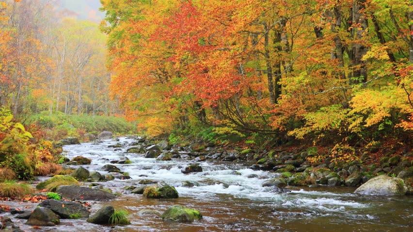 river and trees in autumn forest