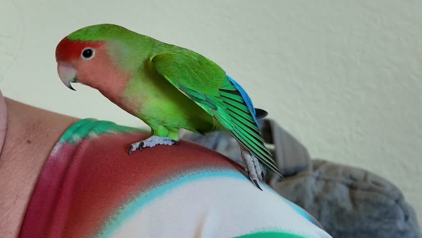 Peach faced Lovebird close up 