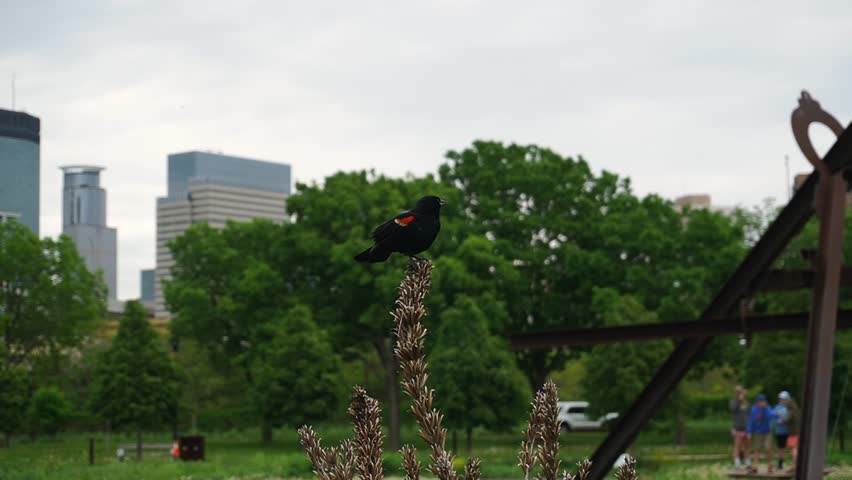 Red-winged Blackbird perching on a plant