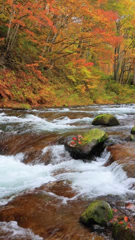 river and trees in autumn forest