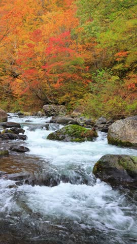 river and trees in autumn forest