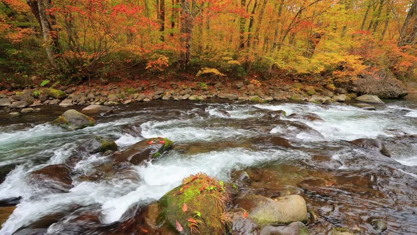 river and trees in autumn forest
