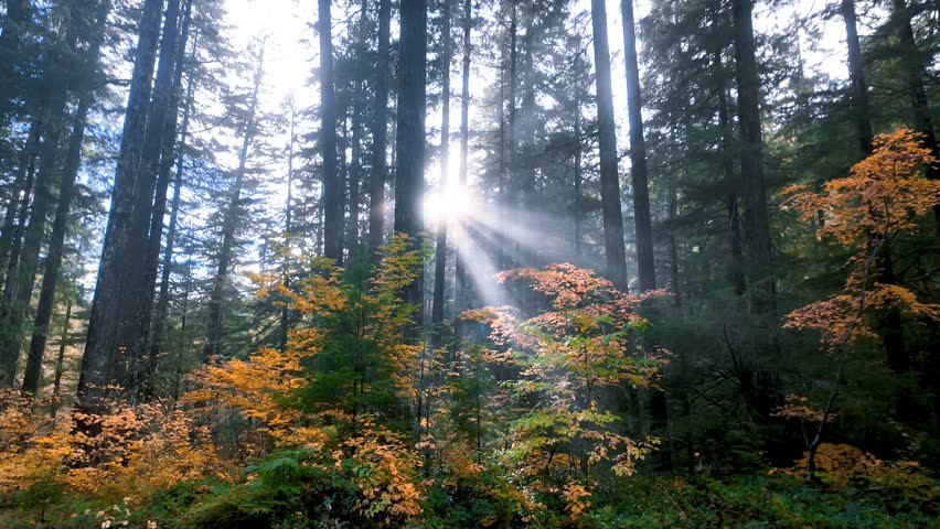 Sun rays piercing through misty North Cascades mountain evergreen trees on Autumn morning in Washington state.