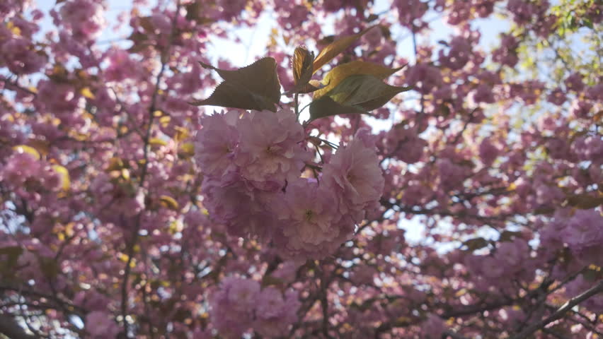 Bottom view of the deep pink flowers on a blooming Japanese cherry tree (Prunus serrulata), camera moves around below the branches, close-up